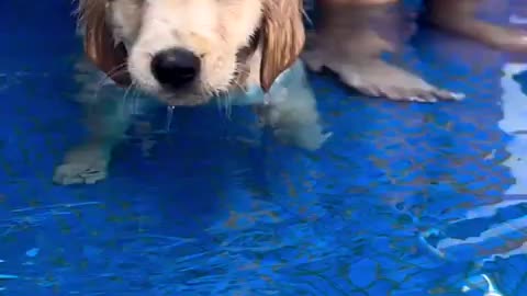 Puppy goes in the pool for the first time in his life