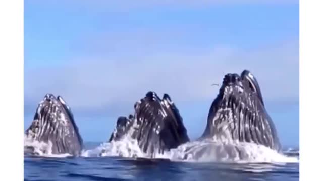 Multiple whales jump out of water in the sea