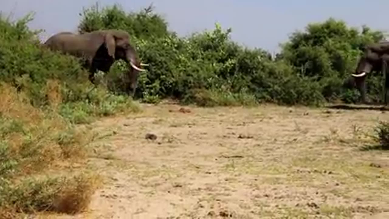 Elephant vs Elephant Fight