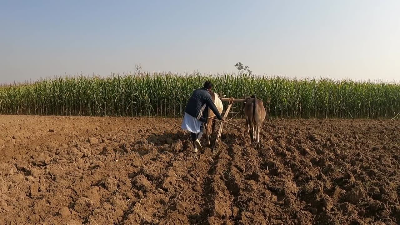 Farmar work in a field manveli