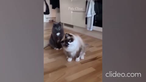 Funny Cat 🐈 video 😂😂