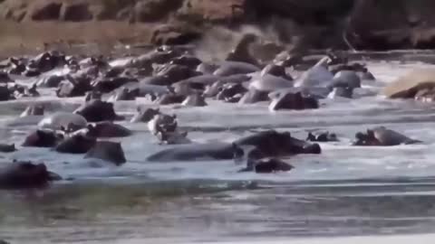 Herd of hippos in water