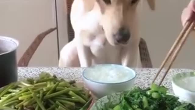 A standing dog.