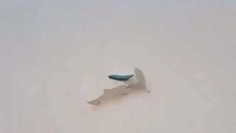 This is a beautiful and charming water-dwelling species