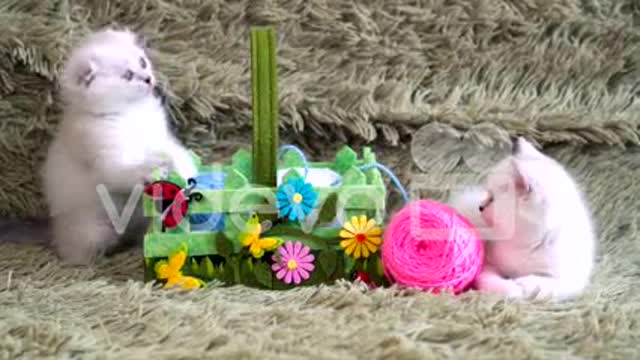 Two cat Play with doll