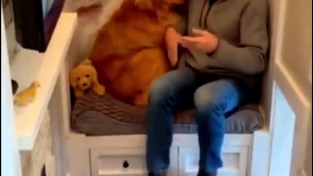 # Golden Retriever # Dog