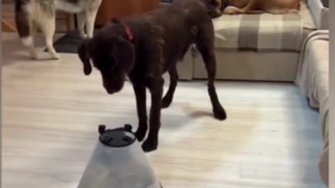 Dogs play with cats