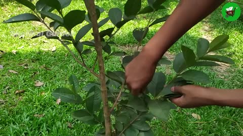 How to grow guava trees from guava leaves
