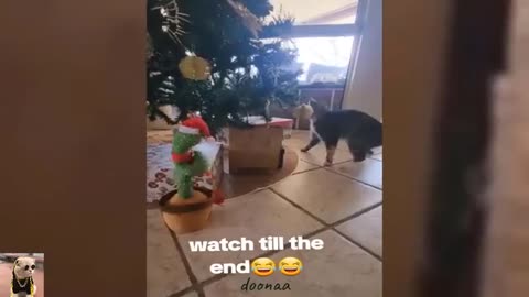 Funniest Cats and Dog video 2024