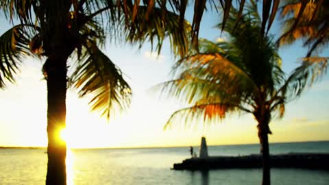 Enjoy The Tropical Sunset