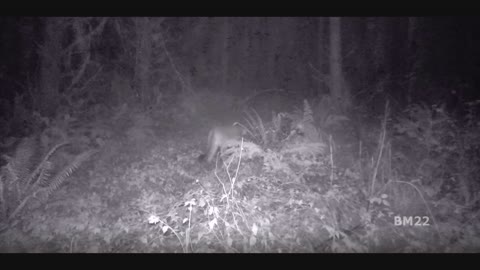 Mountain Lion Caught on Trail Cam