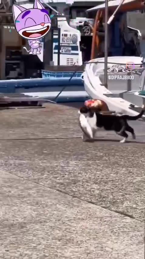 Fish Thief Cat 🐱🐟🦸‍♂️ گربه ماهی دزد 😹🎣🐟