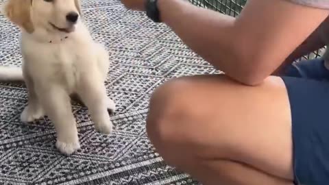 Dog teaches puppy how to high-five #goldenretriever #dog