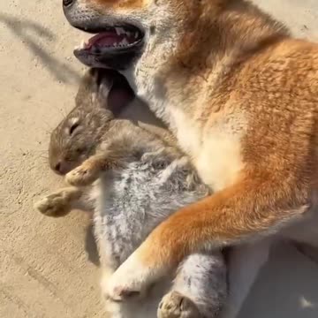 Friendship / puppy and rabbit . A beautiful moment #690 - #shorts