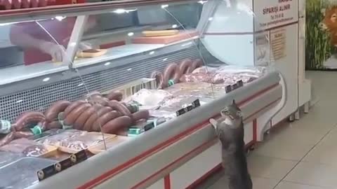 Cat standing in the shop for ordering food