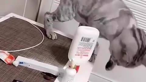 Cat OCD