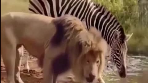 Zebra's not scared of lion