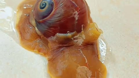 Cat eye snail