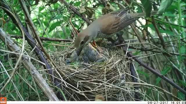 Vroege Vogels - Nest grauwe klauwieren opgeschrikt door wezel