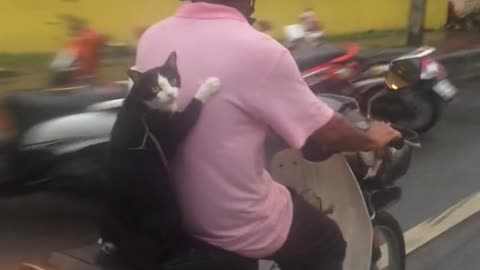 Kitty's Got Wheels