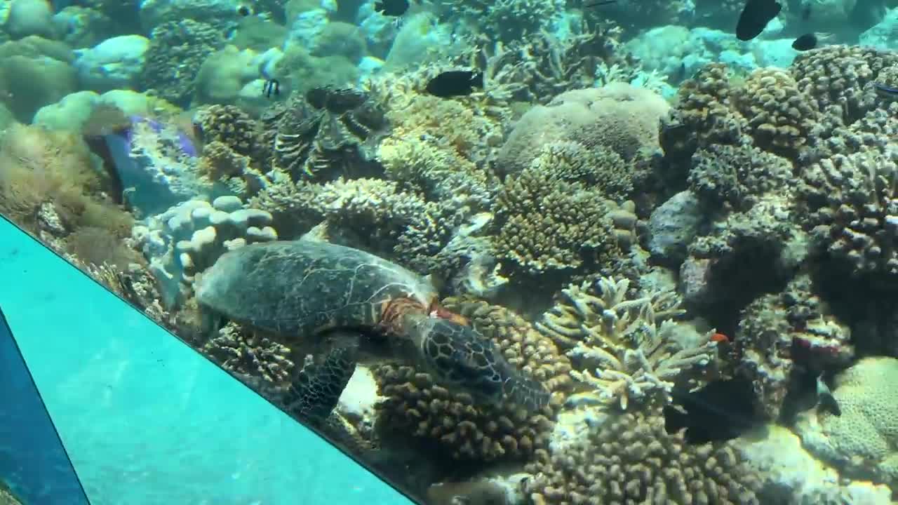 Underwater restaurant in the Maldives | Surreal fine dining experience