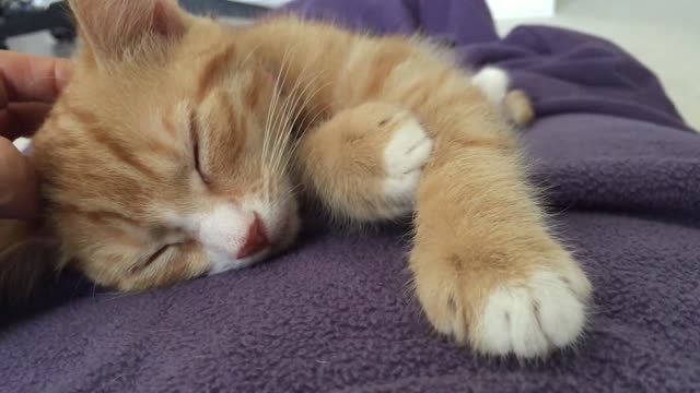 Cute Ginger Rescue Kitten Purring and Kneading