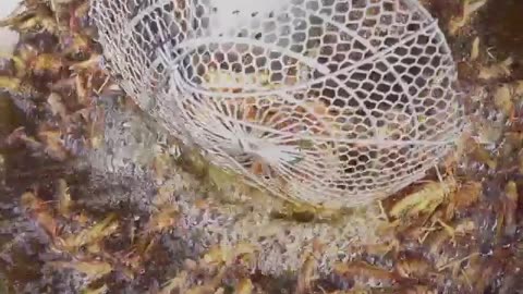 Insects in your food is your future - Agenda 2030 corruption