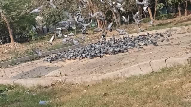 A group of pigeons [nature and beautiful birds]