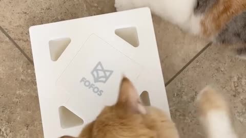 Cat. The lovely ☺️ baby's 🍯