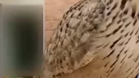 cute animal vids