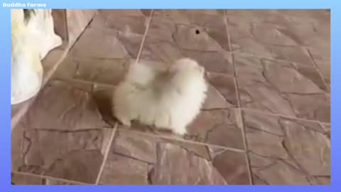 सिर्फ 100 रुपए मैं pomeranian लेजाओ 🔥🔥 dog market in india with free delivery😱😱