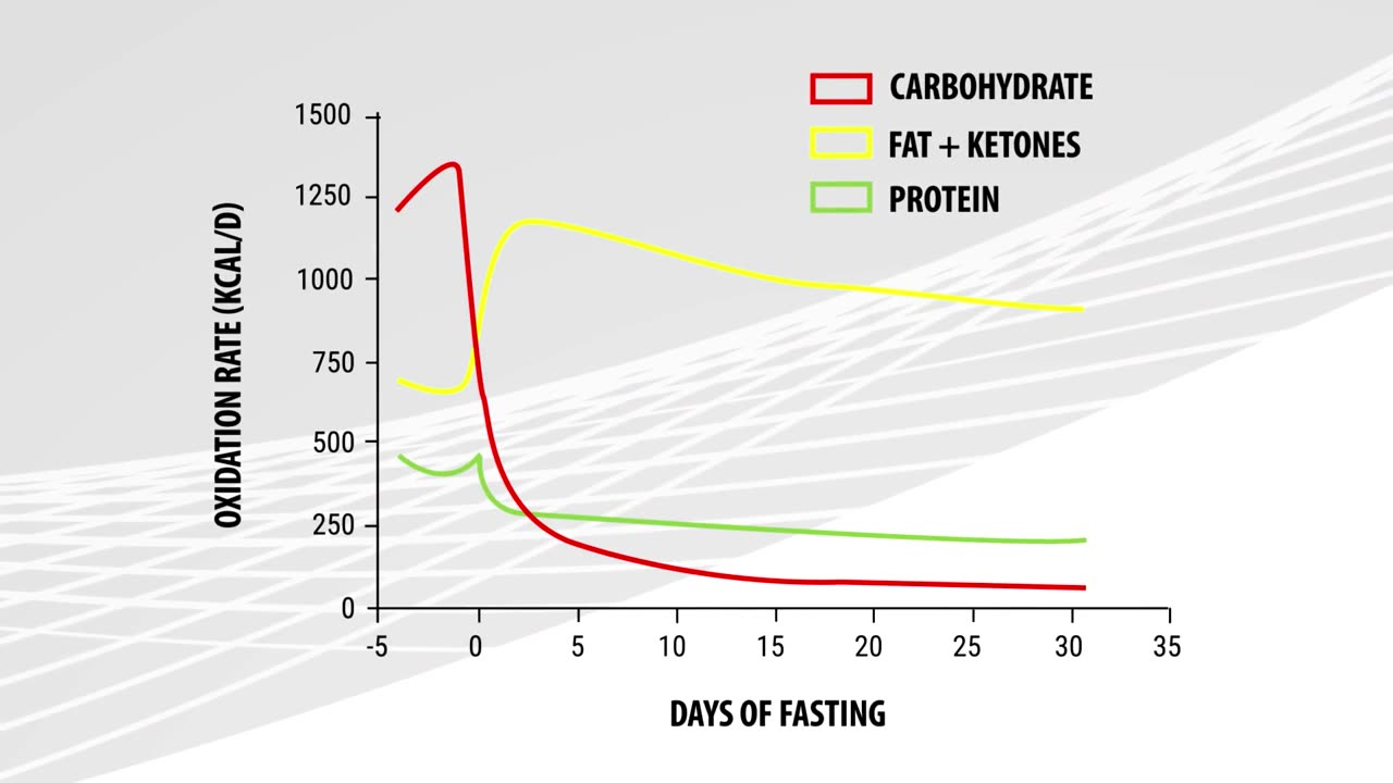 What Happens When You Stop Eating!