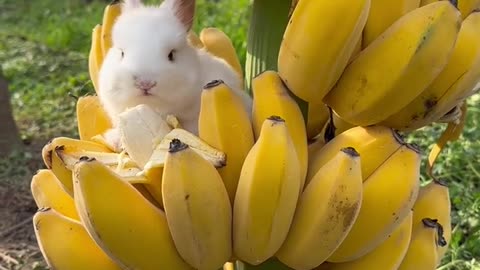 Funny Video