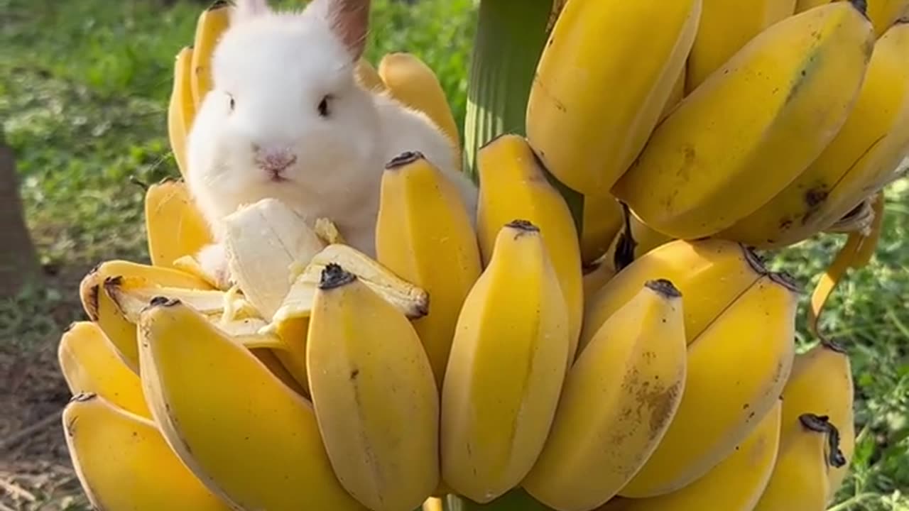 Funny Video