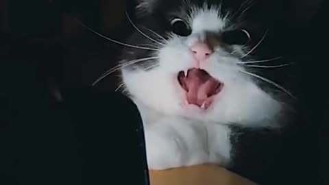 Cat watches horror movie🙀