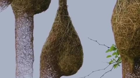 Nest bird