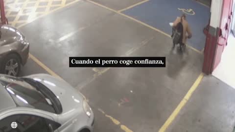 Así actúa un ladrón de perros en Arganzuela