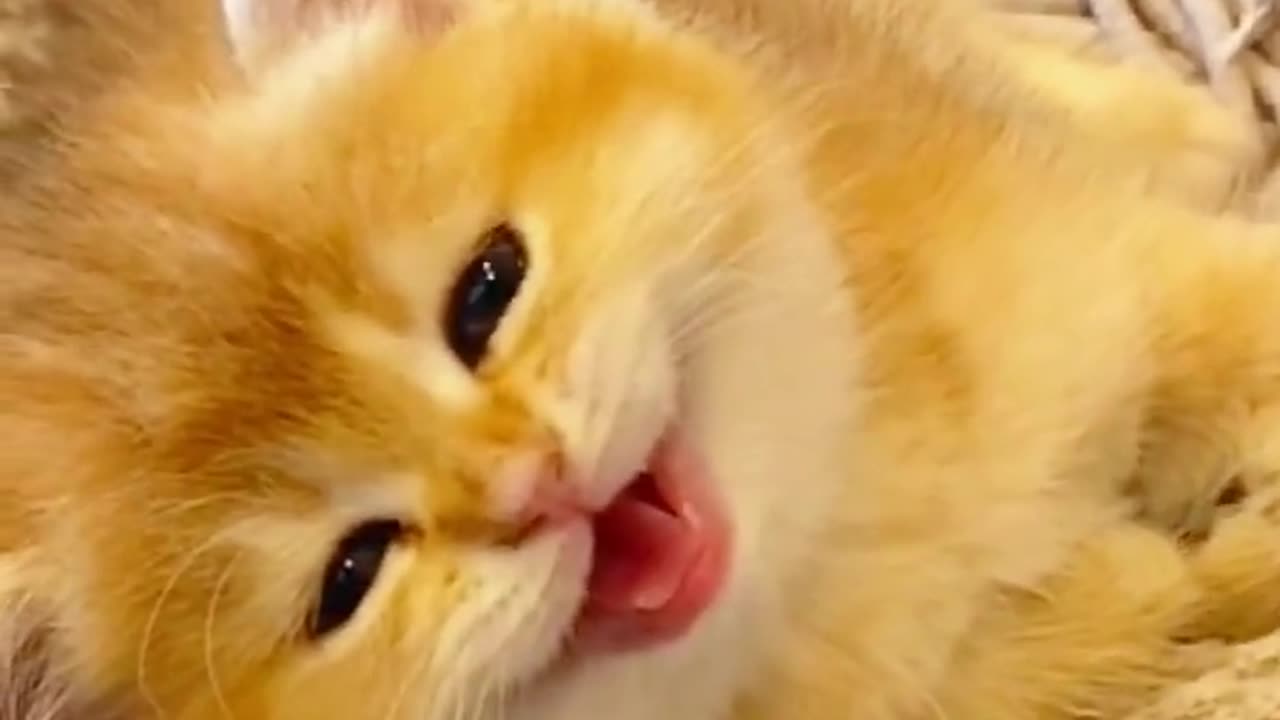 Vary cute cats funny video 😂 || Funny animals 😂 #animal #cats