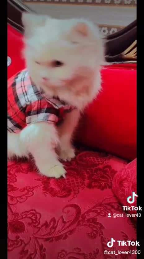 Sweet cat sleeping mod