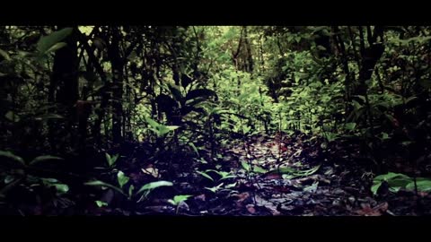 #Forest # Forest video#Nature video#