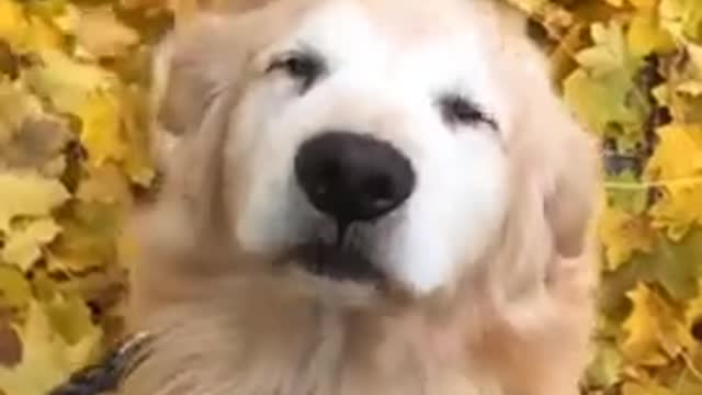 Happy and Funny Dog in Tiktok