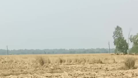 গ্রামের প্রকৃতি দিশ্ব