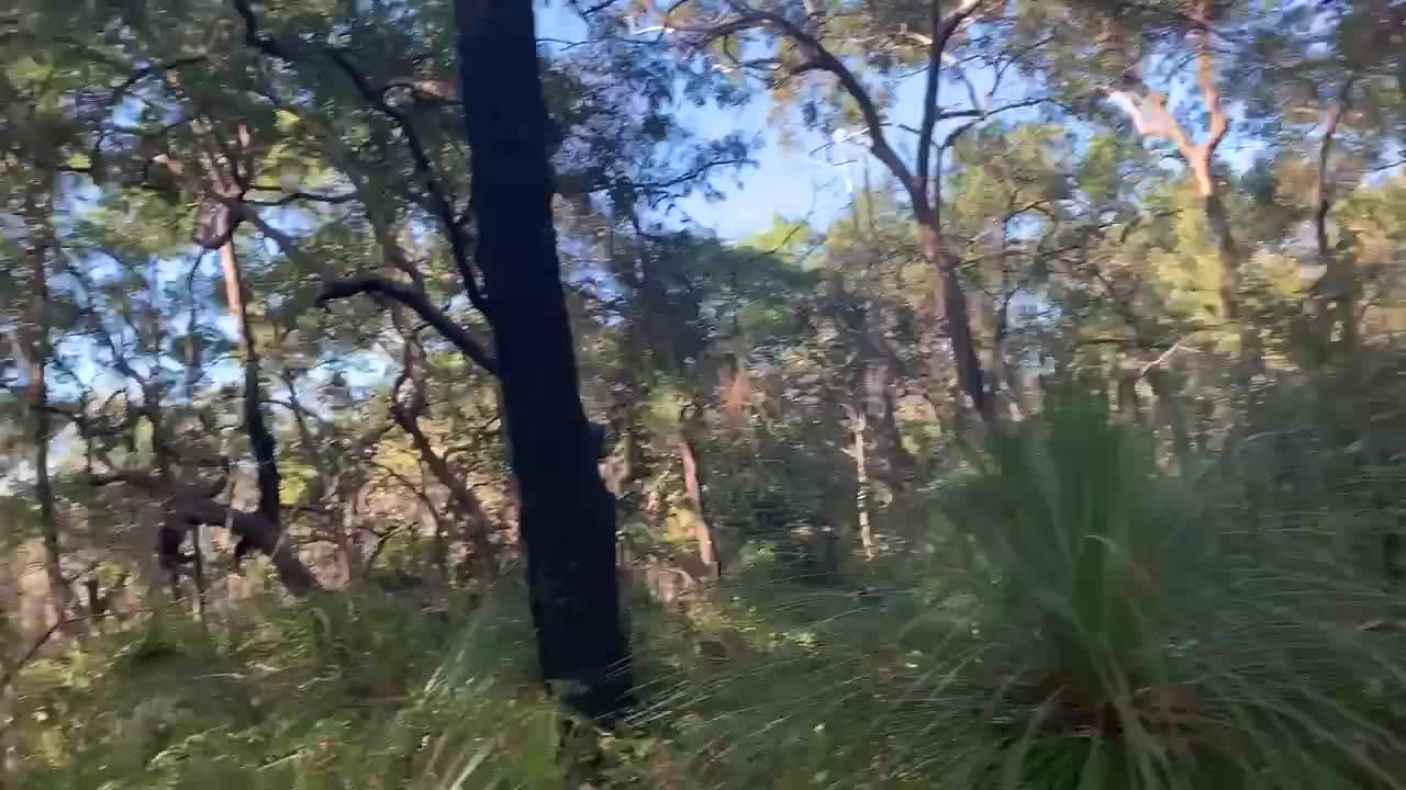 Walking in Australian Bush Nature