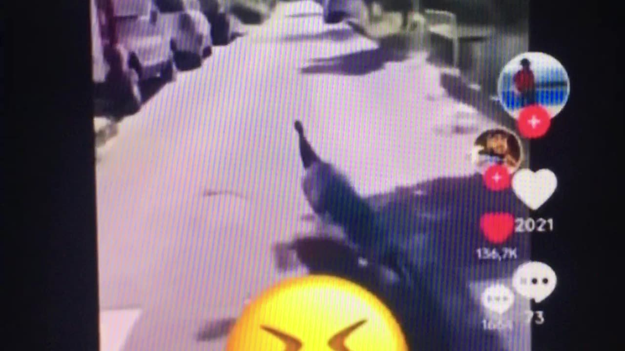 FRANCE cops surrender / chaos animals etc