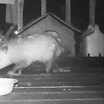 EA S6 - Curious Opossum