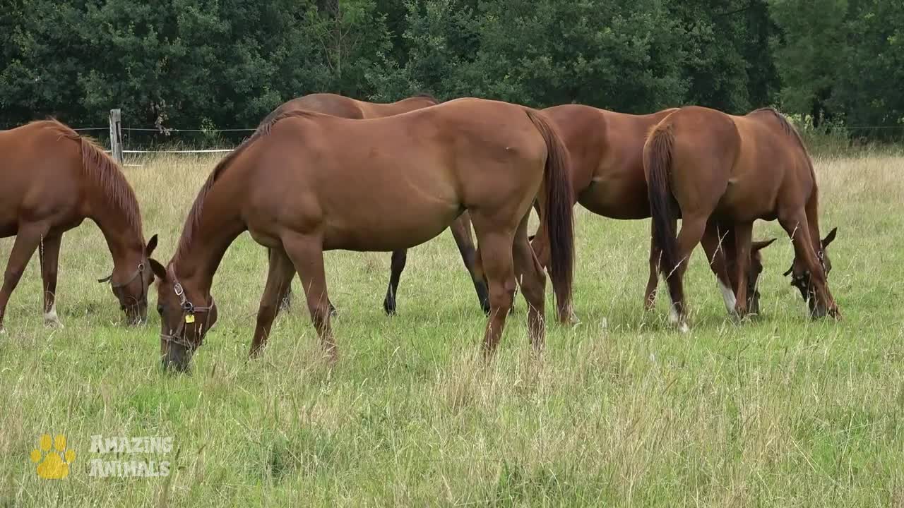 The Natural Habitat of Horses. Sounds of Nature.