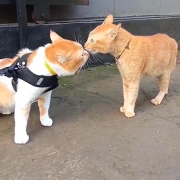 Fanny Two Cat Fitting Video