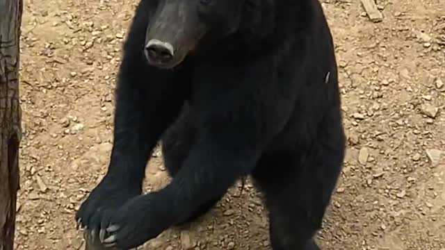 The black bear