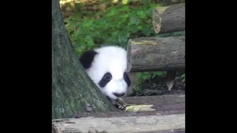 National Treasure Panda