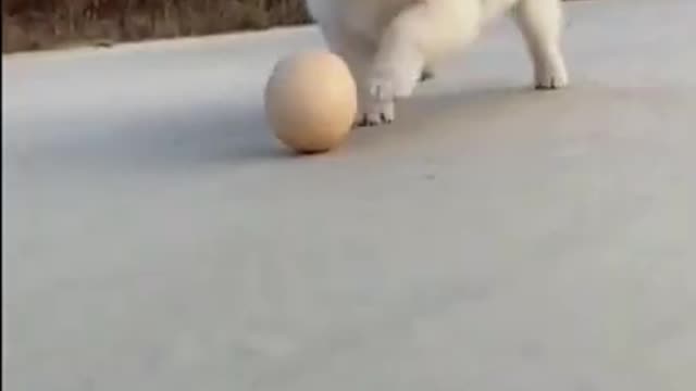 Cute dog plays football with an egg!